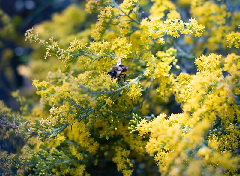 a low depth of field image of a bumble bee on a flowering goldenrod